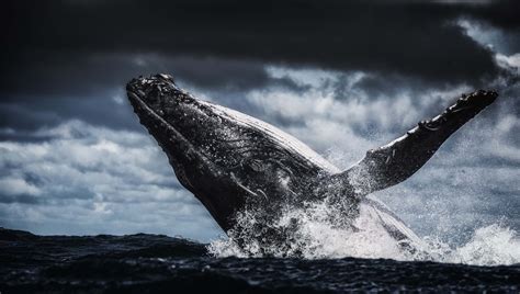 whale 4k|whale pictures 4k.